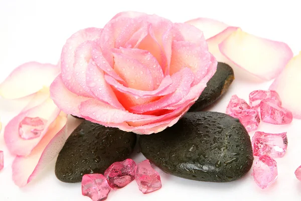 Blooming Rose Stone — Stock Photo, Image