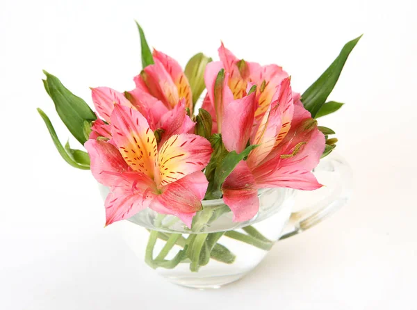 Pink Flowers White Background — Stock Photo, Image