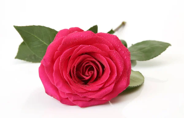 Rose Petals White Background — Stock Photo, Image