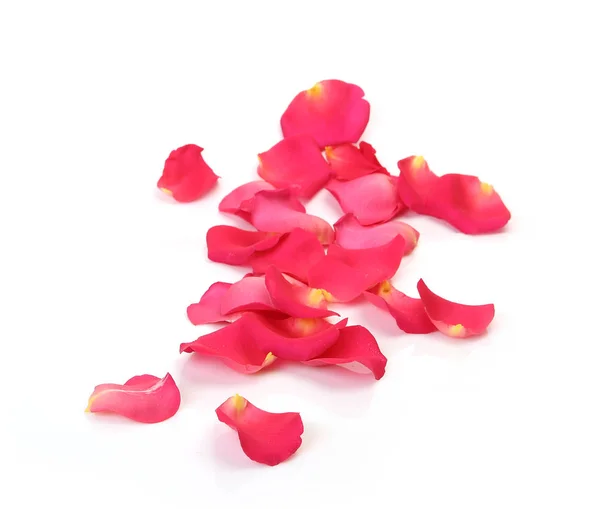 Rose petals on white background — Stock Photo, Image
