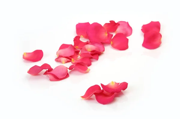 Pétalas de rosa no fundo branco — Fotografia de Stock