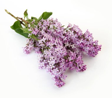 Beyaz zemin üzerinde bir leylak dalı