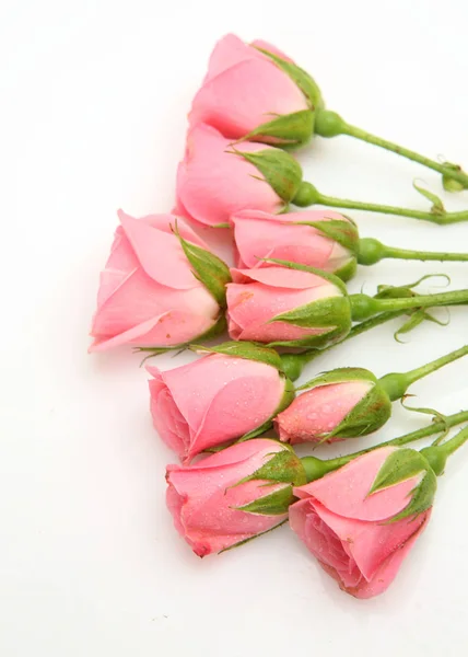 Pink roses on a white background — Stock Photo, Image