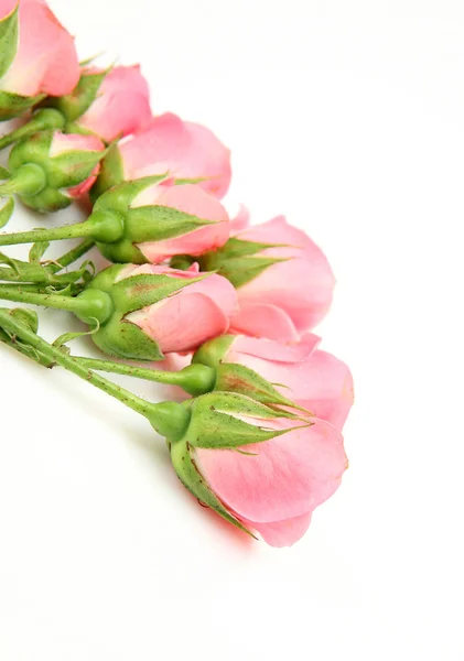 Rosas rosa sobre um fundo branco — Fotografia de Stock