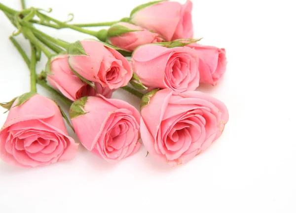 Pink roses on a white background Stock Image