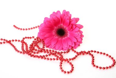 beyaz zemin üzerinde pembe gerbera