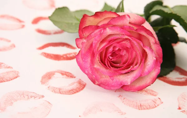 Красивые розы и отпечатки помады на белом фоне — стоковое фото