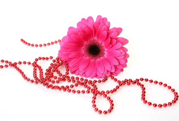 Gerbera rosa sobre um fundo branco — Fotografia de Stock