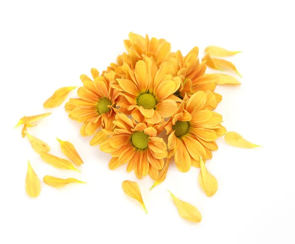 Yellow flowers isolated on white background — Stock Photo, Image