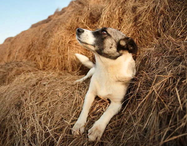 Собака на сене нюхает нос — стоковое фото