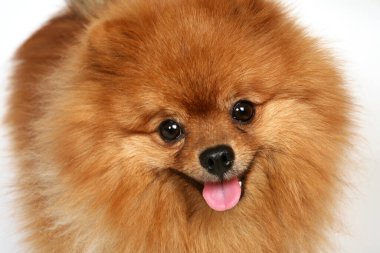 Dili çıkmış kırmızı tüylü tükürük.