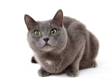 Beyaz bir arka planda Gri kedi