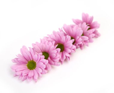 Beyaz arkaplanda pembe kasımpatılar