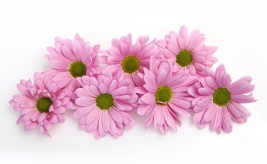   Beyaz arkaplanda pembe kasımpatılar