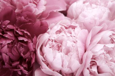 Pembe şakayıkların dekoratif arka planı