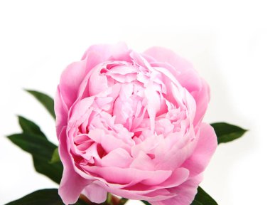 Beyaz bir sırtüstü pembe şakayıklar