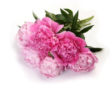 Beyaz arka planda çiçek açan pembe şakayıklar