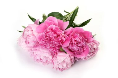 Beyaz arka planda pembe şakayıklar