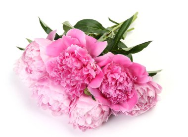 Beyaz arka planda çiçek açan pembe şakayıklar