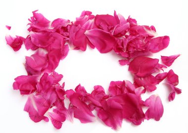 Beyaz arka planda çiçek açan pembe şakayık yaprakları.