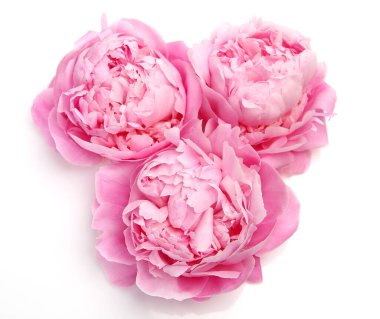 Beyaz arka planda üç pembe şakayık.