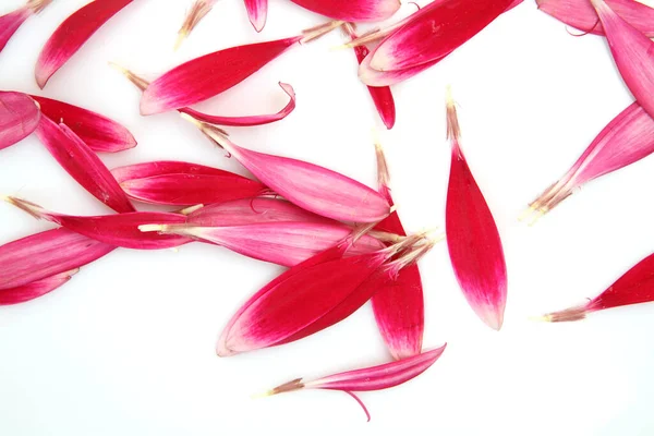 Petali Rosa Sfondo Bianco — Foto Stock