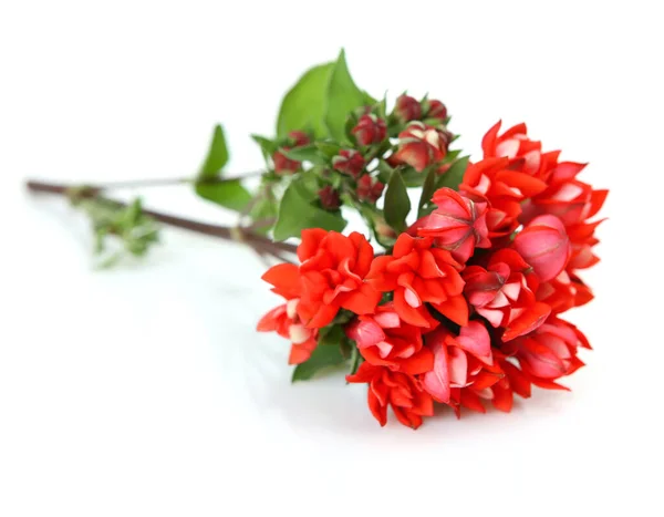 Flor Vermelha Com Talo Fundo Branco — Fotografia de Stock