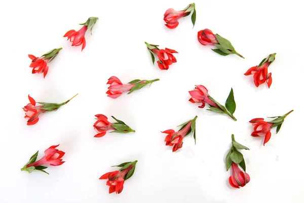 Κόκκινα Λουλούδια Λευκό Φόντο — Φωτογραφία Αρχείου