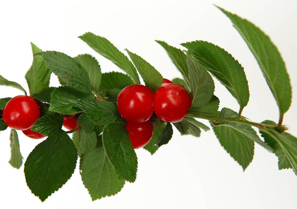 ripe red cherry and green leaves on a white background