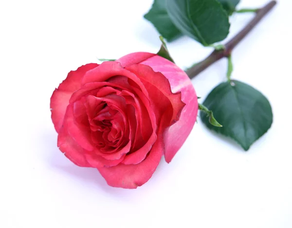 Rosa Rose Auf Weißem Hintergrund — Stockfoto