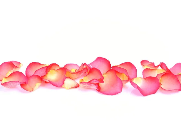 Petals Pink Roses White Background — Stok Foto