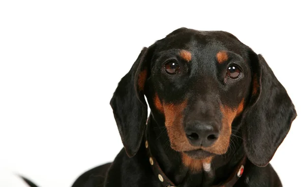 Black Dachshund White Background — Stock Photo, Image