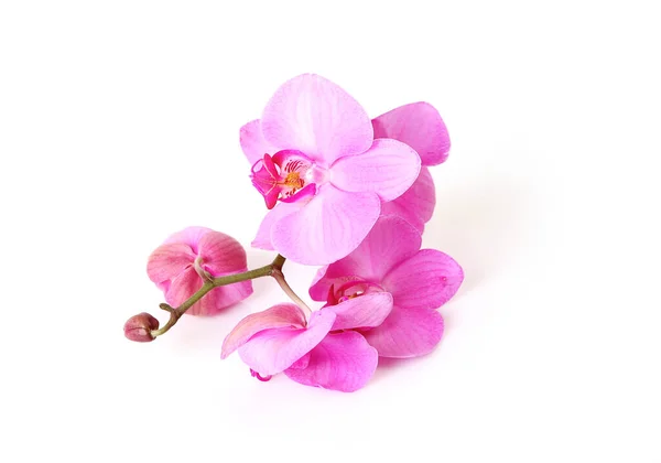 Orquídea Rosa Sobre Fundo Branco — Fotografia de Stock