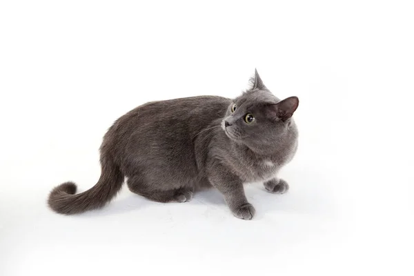 Gray Cat White Background — Stock Photo, Image