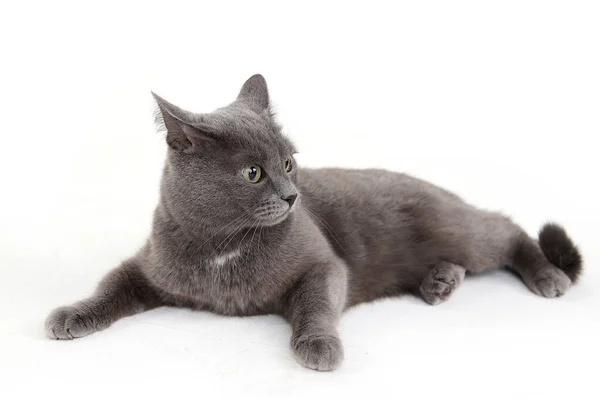 白の背景に灰色の猫 — ストック写真