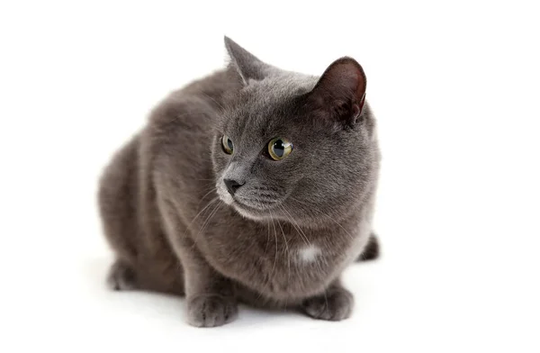 Graue Katze Auf Weißem Hintergrund — Stockfoto