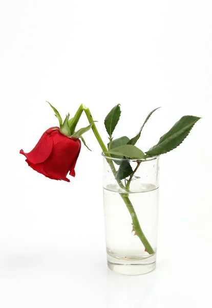 Kaputte Scharlachrote Rose Auf Weißem Hintergrund — Stockfoto