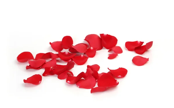 Red Rose Petals White Background — Stock Photo, Image