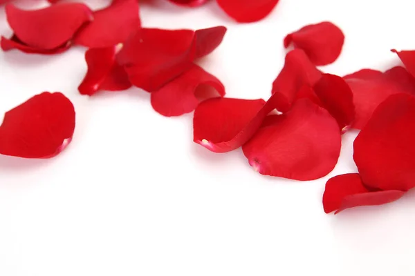 Pétalos Rosa Roja Sobre Fondo Blanco — Foto de Stock