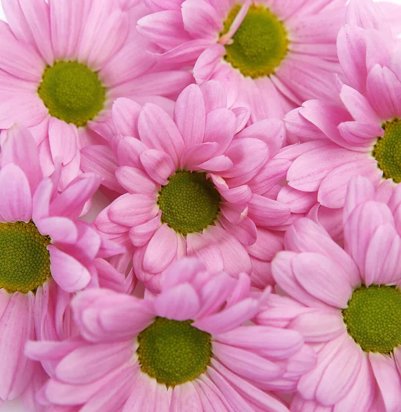 Fondo Decorativo Flores Rosadas —  Fotos de Stock