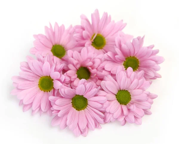 Pink Chrysanthemums White Background — Stock Photo, Image