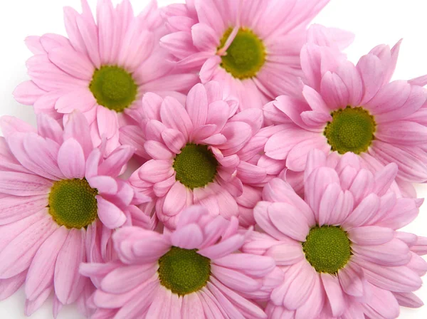 Рожеві Хризантеми Білому Тлі — стокове фото