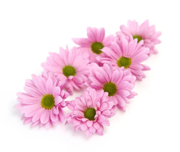 Pink Chrysanthemums White Background — Stock Photo, Image