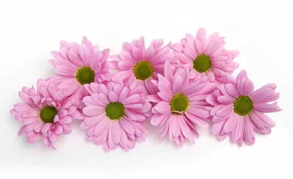 Chrysanthèmes Roses Sur Fond Blanc — Photo