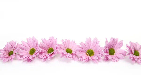 Chrysanthèmes Roses Sur Fond Blanc — Photo