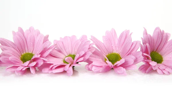 Chrysanthèmes Roses Sur Fond Blanc — Photo