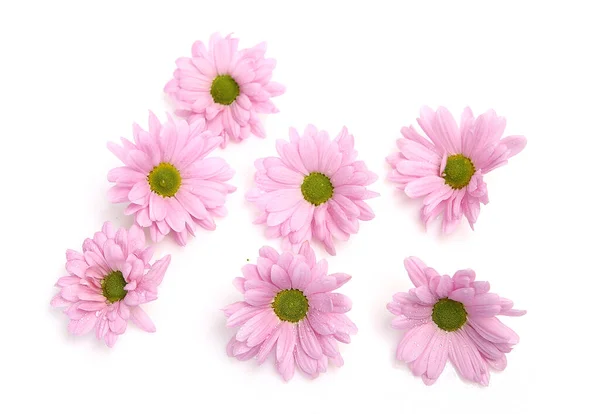 Розовые Хризантемы Белом Фоне — стоковое фото