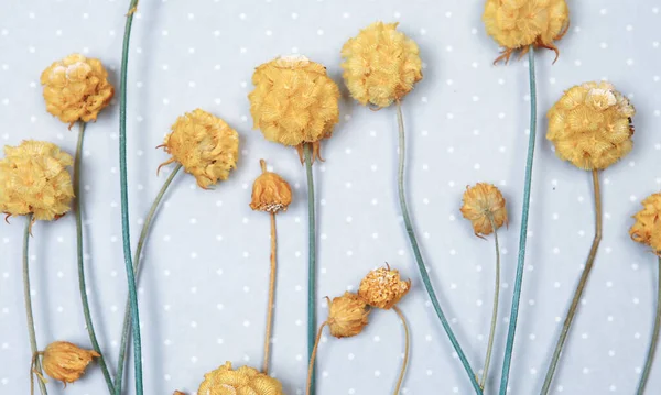Сухие Круглые Цветы Декора — стоковое фото