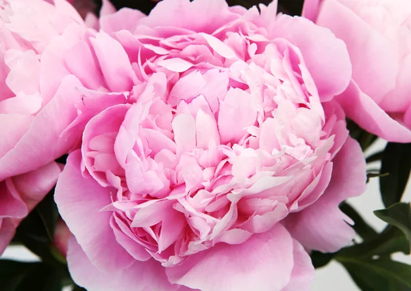 Bouquet Peonie Rosa Fiorite — Foto Stock