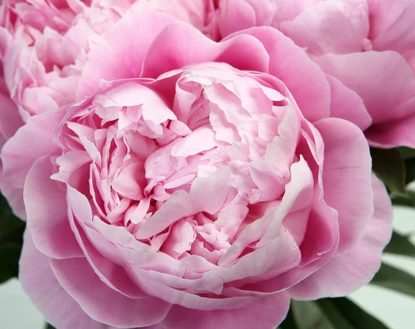 Peonie Rosa Fiore Sfondo Bianco — Foto Stock